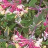 Harlequin Variegated Honeysuckle Vine Live Plant - Lonicera - 2.5" Pot - Outdoor - Image 1