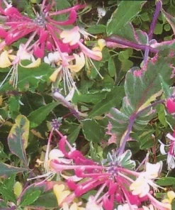 Harlequin Variegated Honeysuckle Vine Live Plant - Lonicera - 2.5