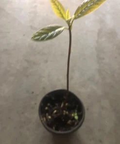 Hass Avocado Live Plant - 4'' Pot - Persea americana - Organic Growth - Image 2