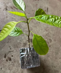 Hass Avocado Live Plant - 4'' Pot - Persea americana - Organic Growth - Image 3