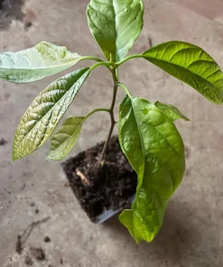 Hass Avocado Live Plant - 4'' Pot - Persea americana - Organic Growth - Image 4