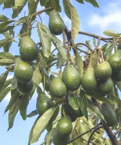 Hass Avocado Live Plant - 4'' Pot - Persea americana - Organic Growth - Image 6