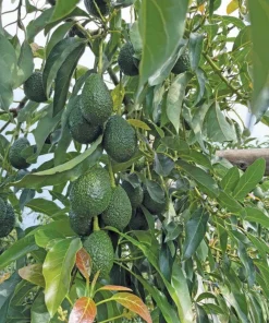 Hass Avocado Live Plant - 4'' Pot - Persea americana - Organic Growth - Image 7