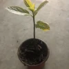 Hass Avocado Live Plant - 4'' Pot - Persea americana - Organic Growth - Image 1