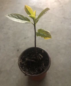 Hass Avocado Live Plant - 4'' Pot - Persea americana - Organic Growth - Image 1