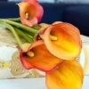 Havana Calla Lily Bulbs 14/16cm - Deep Yellow to Burnt Orange - Summer Blooms - Image 1