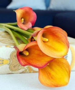 Havana Calla Lily Bulbs 14/16cm - Deep Yellow to Burnt Orange - Summer Blooms - Image 1