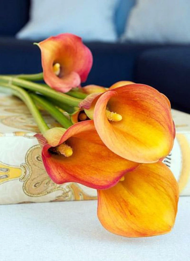Havana Calla Lily Bulbs 14/16cm - Deep Yellow to Burnt Orange - Summer Blooms - Image 1