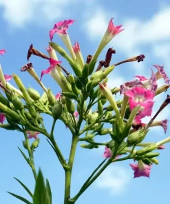 Havanna Gold Tobacco Seeds - Herb Seeds - USA Grown, Non-GMO - Fast Growing Annual - Image 2