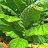 Havanna Gold Tobacco Seeds - Herb Seeds - USA Grown, Non-GMO - Fast Growing Annual - Image 1