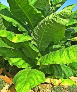 Havanna Gold Tobacco Seeds - Herb Seeds - USA Grown, Non-GMO - Fast Growing Annual - Image 1