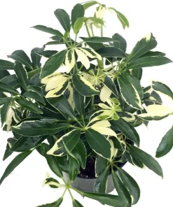 Hawaiian Schefflera Live Plant - Crème & Green Umbrella Plant - 2 Plants in 3" Pots - Indoor - Image 2