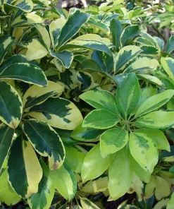 Hawaiian Schefflera Live Plant - Crème & Green Umbrella Plant - 2 Plants in 3