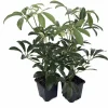 Hawaiian Schefflera Live Plant - Crème & Green Umbrella Plant - 2 Plants in 3" Pots - Indoor - Image 1