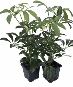 Hawaiian Schefflera Live Plant - Crème & Green Umbrella Plant - 2 Plants in 3