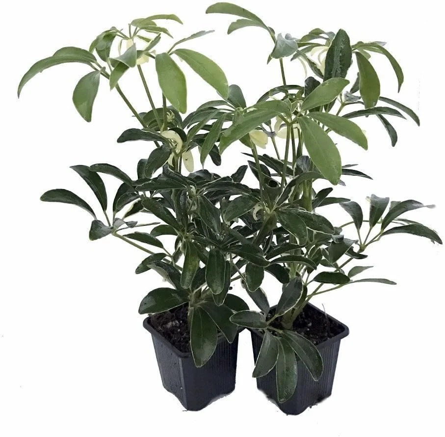Hawaiian Schefflera Live Plant - Crème & Green Umbrella Plant - 2 Plants in 3" Pots - Indoor - Image 1