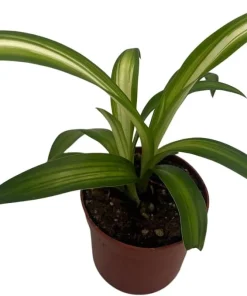 Hawaiian Spider Plant Live Plant - Chlorophytum comosum - 2.5 inch Pot Indoor - Image 2
