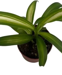 Hawaiian Spider Plant Live Plant - Chlorophytum comosum - 2.5 inch Pot Indoor - Image 3