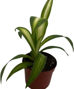 Hawaiian Spider Plant Live Plant - Chlorophytum comosum - 2.5 inch Pot Indoor - Image 4
