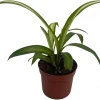 Hawaiian Spider Plant Live Plant - Chlorophytum comosum - 2.5 inch Pot Indoor - Image 1