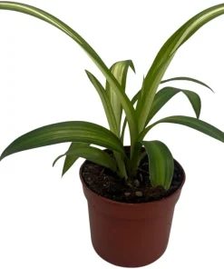 Hawaiian Spider Plant Live Plant - Chlorophytum comosum - 2.5 inch Pot Indoor - Image 1