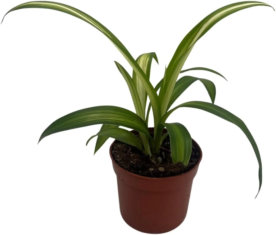 Hawaiian Spider Plant Live Plant - Chlorophytum comosum - 2.5 inch Pot Indoor - Image 1