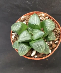 Haworthia Bayeri 'Moon Shadow' Succulent Plant - Live Plant - 2 inch Pot - Image 2
