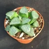Haworthia Bayeri 'Moon Shadow' Succulent Plant - Live Plant - 2 inch Pot - Image 1