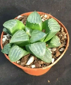 Haworthia Bayeri 'Moon Shadow' Succulent Plant - Live Plant - 2 inch Pot - Image 1