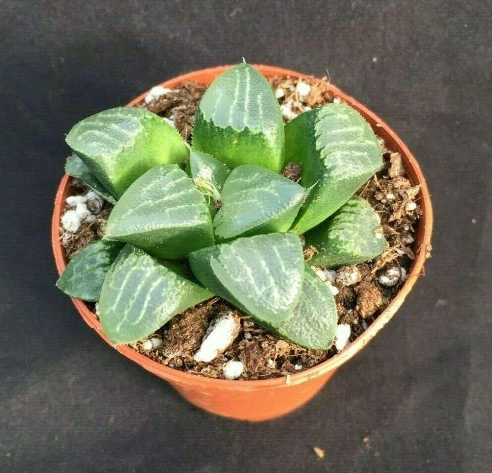 Haworthia Bayeri 'Moon Shadow' Succulent Plant - Live Plant - 2 inch Pot - Image 1