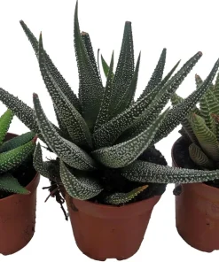 Haworthia Collection Live Plants - 3 Succulents in 2" Pots - Easy Care Indoor - Image 2