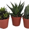 Haworthia Collection Live Plants - 3 Succulents in 2" Pots - Easy Care Indoor - Image 1