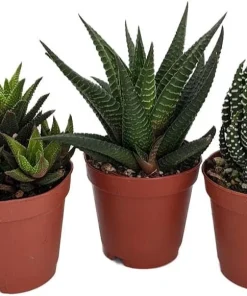 Haworthia Collection Live Plants - 3 Succulents in 2