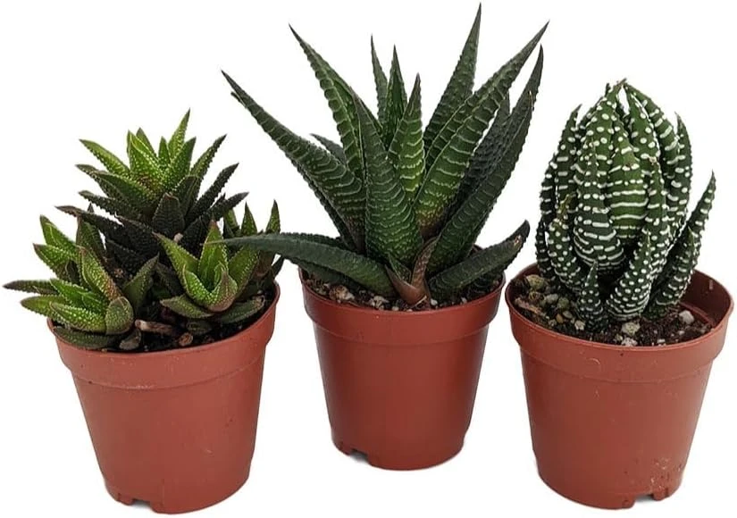 Haworthia Collection Live Plants - 3 Succulents in 2" Pots - Easy Care Indoor - Image 1