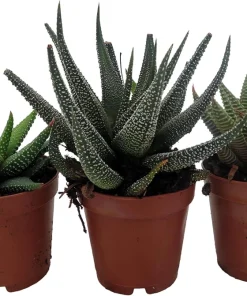 Haworthia Collection Live Plants - 3 Succulents in 2