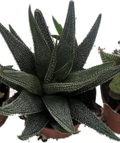 Haworthia Collection Live Plants - 3 Succulents in 2