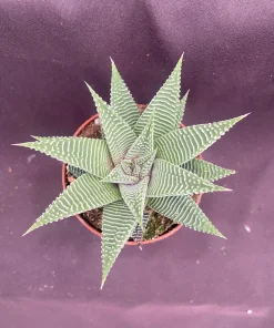 Haworthia Miami 'The Fairy Washboard' Succulent Plant - 3