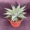 Haworthia Miami 'The Fairy Washboard' Succulent Plant - 3" Pot - Image 1