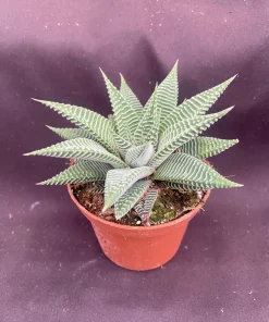 Haworthia Miami 'The Fairy Washboard' Succulent Plant - 3