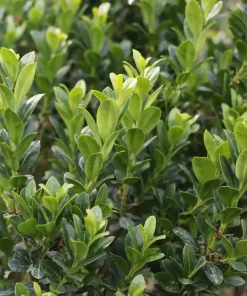 Hedge Box Japanese Holly Live Plant – Ilex crenata – 4 inch Pot – Outdoor Evergreen Shrub - Image 2