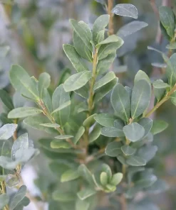 Hedge Box Japanese Holly Live Plant – Ilex crenata – 4 inch Pot – Outdoor Evergreen Shrub - Image 3