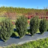 Hedge Box Japanese Holly Live Plant – Ilex crenata – 4 inch Pot – Outdoor Evergreen Shrub - Image 1