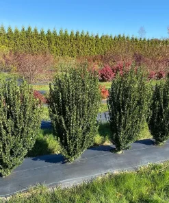 Hedge Box Japanese Holly Live Plant – Ilex crenata – 4 inch Pot – Outdoor Evergreen Shrub - Image 1