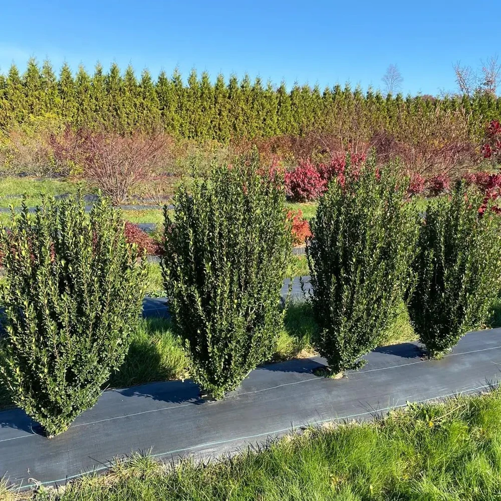 Hedge Box Japanese Holly Live Plant – Ilex crenata – 4 inch Pot – Outdoor Evergreen Shrub - Image 1