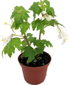 Heirloom Lacy Wing White Begonia Live Plant – 2.5" Pot – Easy Indoor Houseplant - Image 2