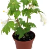 Heirloom Lacy Wing White Begonia Live Plant – 2.5" Pot – Easy Indoor Houseplant - Image 1