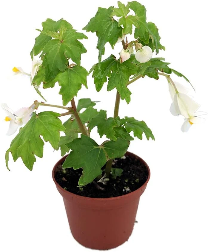 Heirloom Lacy Wing White Begonia Live Plant – 2.5" Pot – Easy Indoor Houseplant - Image 1