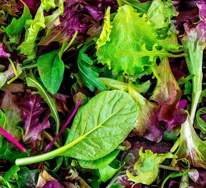 Heirloom Mesclun Mix Lettuce Seeds - High Yielding Non-GMO - Indoor & Outdoor - Image 1