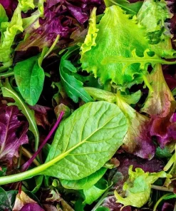 Heirloom Mesclun Mix Lettuce Seeds - High Yielding Non-GMO - Indoor & Outdoor - Image 2