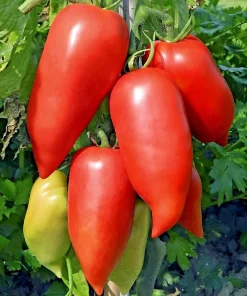 Heirloom Super Italian Paste Tomato Seeds - 100 Seeds - Large 6-10 oz Fruit - High Yield - Image 2